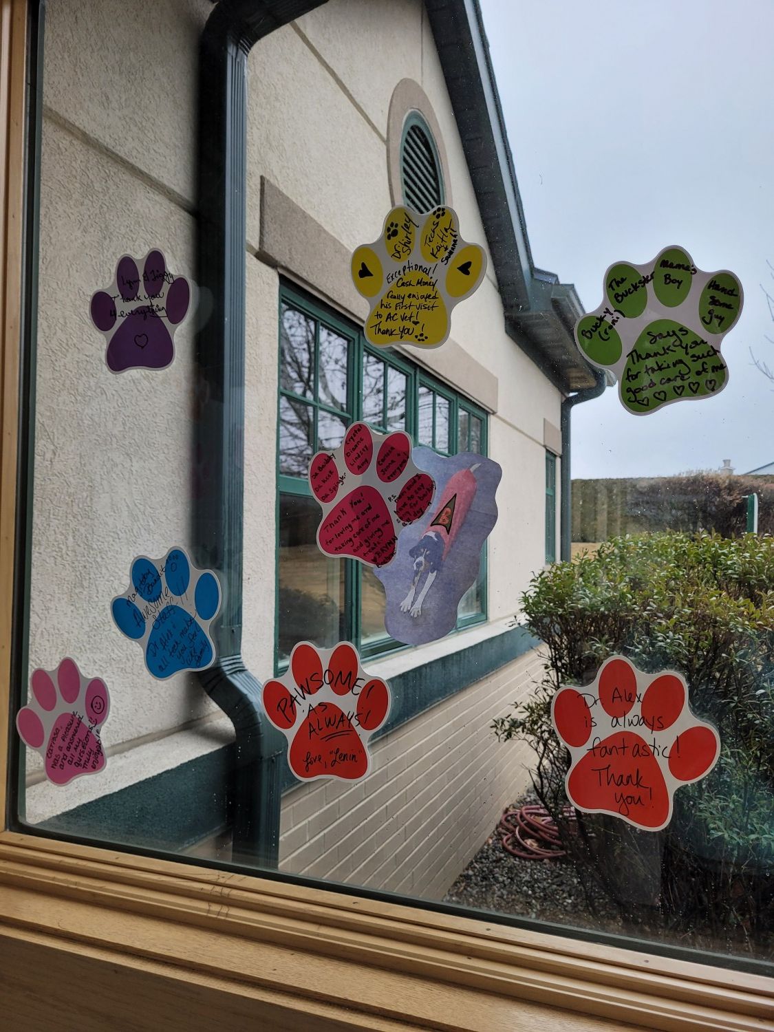 Window in lobby with pawprint stickers