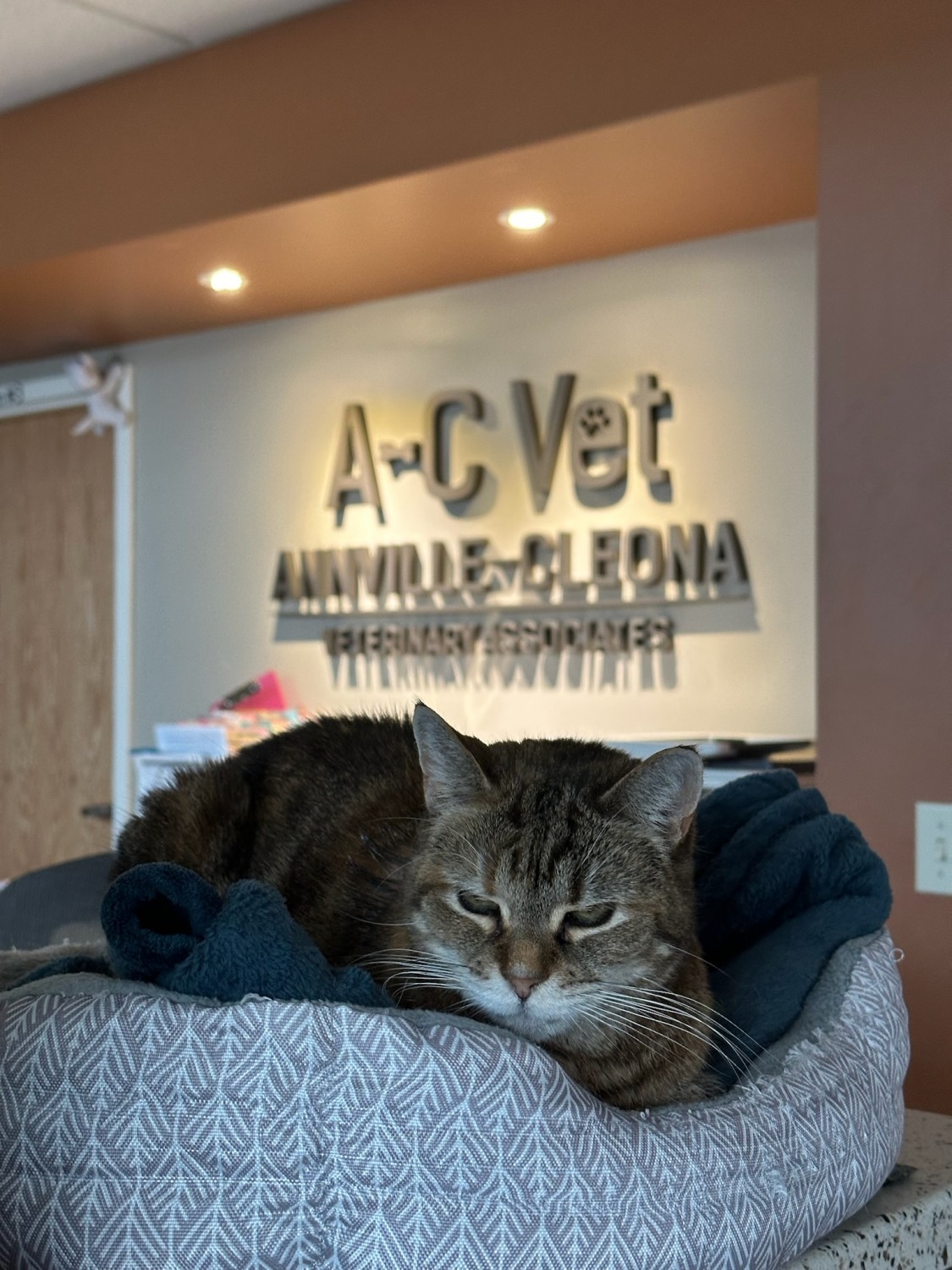 Cat in lobby Cat in lobby